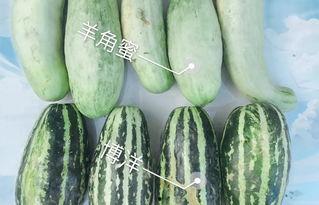 观看网红吃瓜视频,揭秘娱乐圈幕后真相