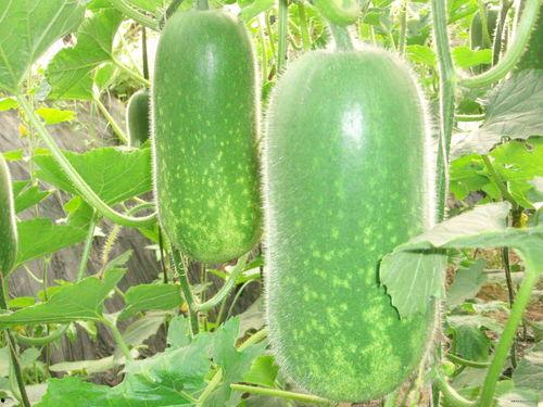 网织瓜怎么吃,解锁美味新体验