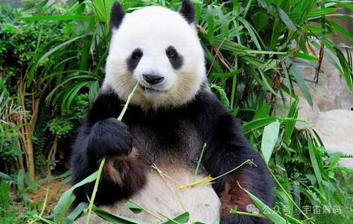 谭竹熊猫吃瓜网黑料网曝门,揭秘网络舆论的暗流涌动