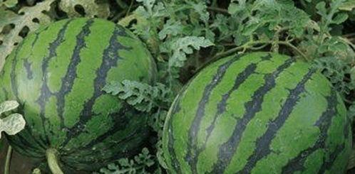 最新吃瓜官网,吃瓜官网独家爆料,明星幕后故事大公开!