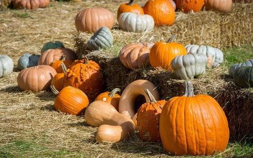 藏族网红吃瓜是谁发明的,揭秘这一独特美食的发明者之谜