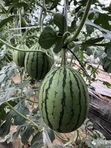 微信网红吃瓜,揭秘微信网红背后的那些事