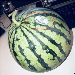 诸暨吃瓜网红,揭秘当地美食文化