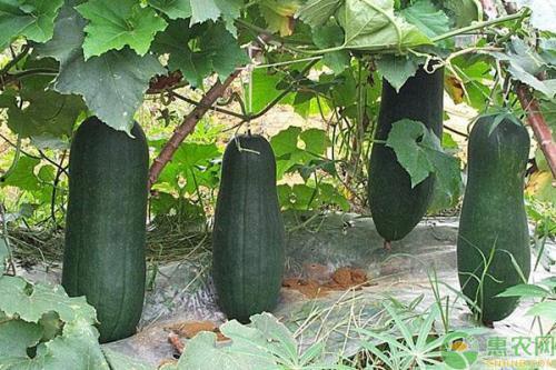 诸暨吃瓜网红,揭秘当地美食文化