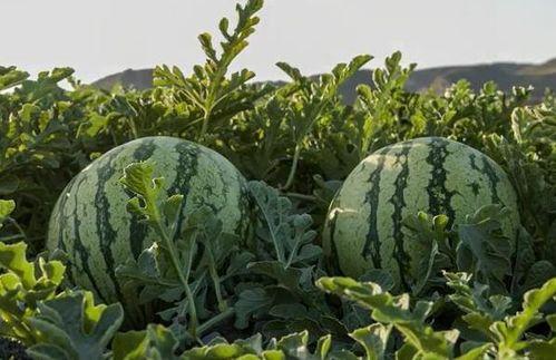 网红和土豪吃瓜事件,一场娱乐与金钱的碰撞