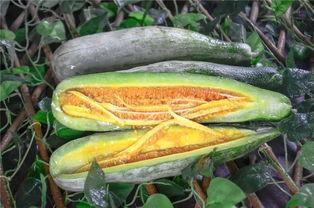 被吃瓜的网红是谁啊,当红网红被吃瓜群众热议背后的真相