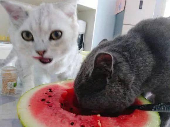 网瓜猫可以吃吗有毒吗视频,揭秘其毒性及食用风险