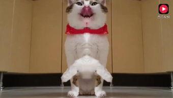 网瓜猫可以吃吗有毒吗视频,揭秘其毒性及食用风险