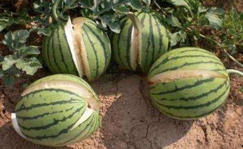 徽县吃瓜网红事件真相,真相背后的网络风波