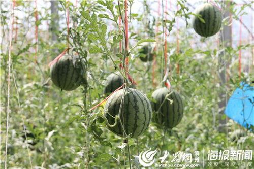 云南怒江网红吃瓜视频 第3张 云南怒江网红吃瓜视频 第3张